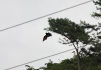 Flying Fox