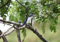 Collared Kingfisher