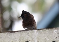 Red vented bulbul