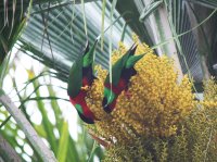 Collared Lory