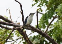 Collared Kingfisher