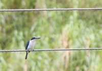 Collared Kingfisher