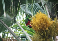 Collared Lory