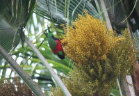 Collared Lory