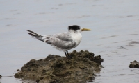 Crested Tern