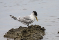 Crested Tern