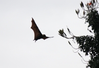 Flying Fox