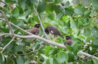 Myna Birds