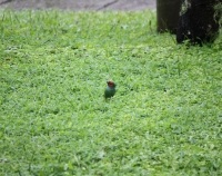 Parrotfinch