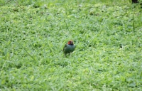 Parrotfinch