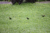 Parrotfinch