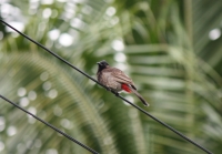 Red vented bulbul