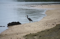 Reef Heron