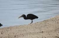 Reef Heron