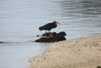 Reef Heron