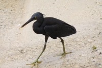 reef_heron5