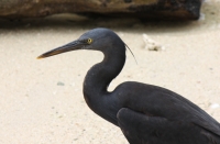 reef_heron6