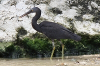 Reef Heron