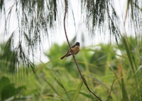 Female vanikoro flycatcher