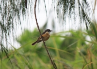 Female vanikoro flycatcher