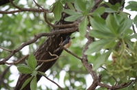 Female vanikoro flycatcher