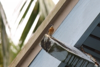 Female vanikoro flycatcher