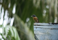 Female vanikoro flycatcher