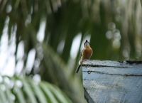 Female vanikoro flycatcher