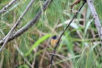 Male vanikoro flycatcher