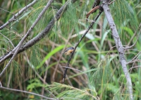 Male vanikoro flycatcher