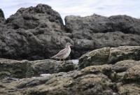 Wandering Tattler