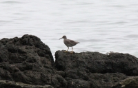 Wandering Tattler