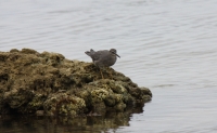 Wandering Tattler