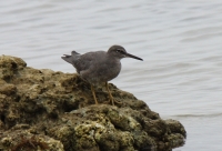 Wandering Tattler