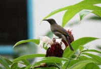 Wattled honeyeater