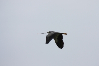 White-faced heron