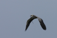 White-faced heron