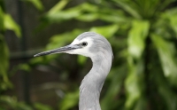 White-faced heron