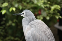 White-faced heron