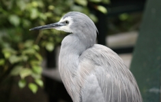 White-faced heron