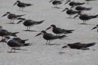 Black Skimmer