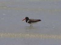 American Oystercatcher