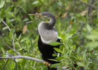 Anhinga