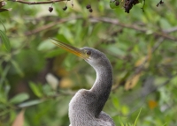 Anhinga