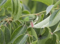 Anole