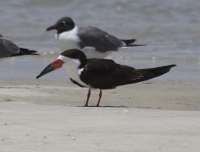 Black Skimmer