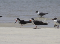 Black Skimmer