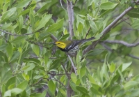 Black-throated green warbler