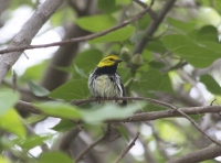 Black-throated green warbler