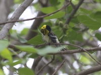 Black-throated green warbler